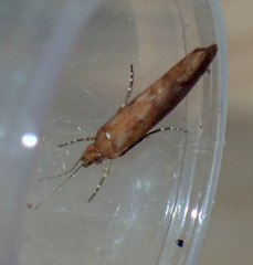 Ypsolopha ustella