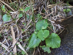 Piper umbellatum
