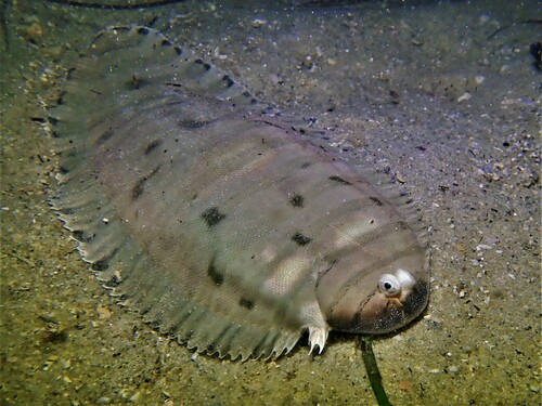 Gegeselde tongschar (Zebrias cancellatus) — Soleidae — 3