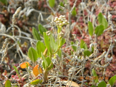 Lepidium cartilagineum