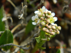 Lepidium cartilagineum