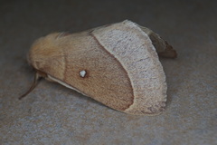 Lasiocampa grandis
