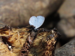 Neopithecops zalmora