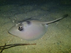 Trygonoptera personata