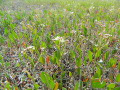 Lepidium cartilagineum