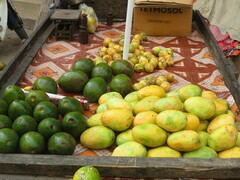 Mangifera indica