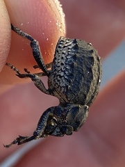 Brachycerus barbarus