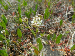 Lepidium cartilagineum