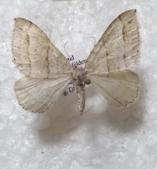 Perizoma parallelolineatum