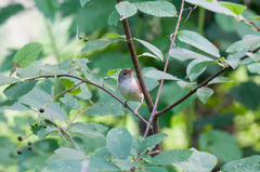 Acrocephalus dumetorum