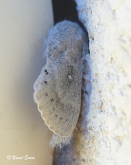 Bombycopsis ledereri