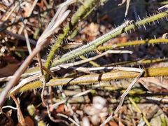Smilax tamnoides