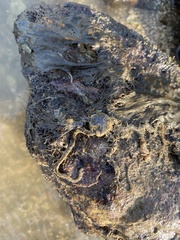 Macrophiothrix