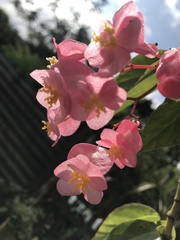 Begonia coccinea