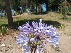 Agapanthus praecox