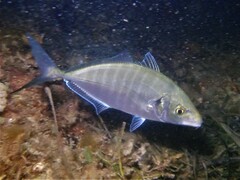 Pseudocaranx georgianus