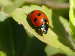 Coccinella algerica