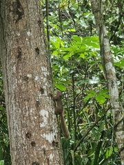 Sciurus aestuans ingrami