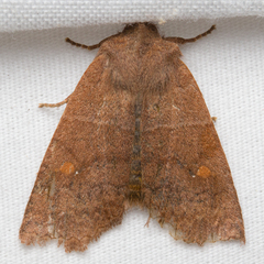 Eupsilia vinulenta