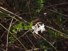 Jasminum officinale