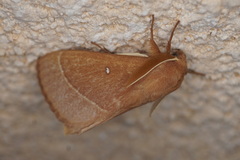 Lasiocampa grandis