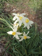 Narcissus tazetta