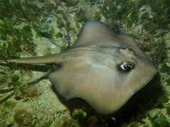 Trygonoptera personata