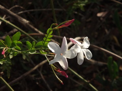 Jasminum officinale
