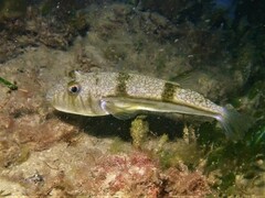 Torquigener pleurogramma