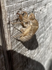 Diceroprocta olympusa