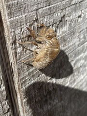 Diceroprocta olympusa