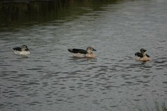 Sarkidiornis melanotos