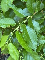 Ulmus americana floridana