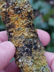 Xanthoriicola physciae