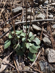 Packera obovata