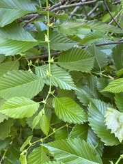 Ulmus americana floridana