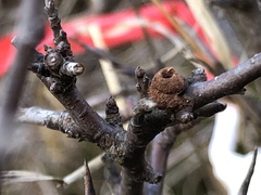 Apterona helicoidella