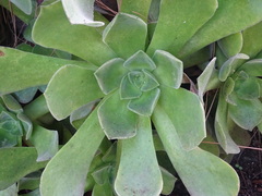 Aeonium canariense image