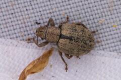 Strophosoma melanogrammum
