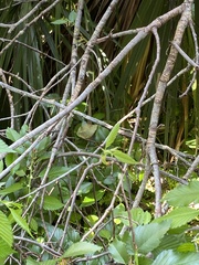Ulmus americana floridana