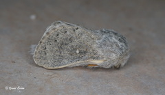 Bombycopsis ledereri