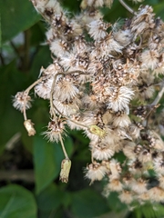 Schistocarpha eupatorioides