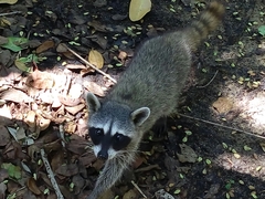Procyon pygmaeus
