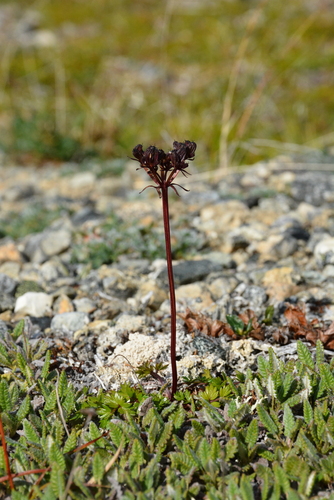 Image of Podistera macounii by no rights reserved