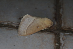 Lasiocampa grandis