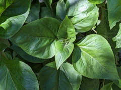 Schistocarpha eupatorioides