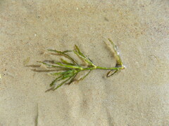 Najas marina
