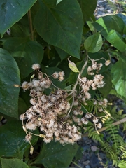 Schistocarpha eupatorioides