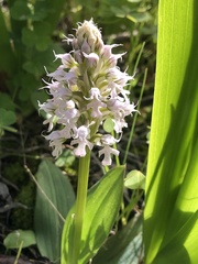 Neotinea conica