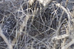 Microtus californicus